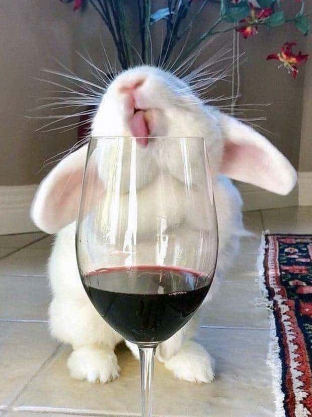 funny animals 18 2 Get Ready for Funny Animals #368 (24 photos)