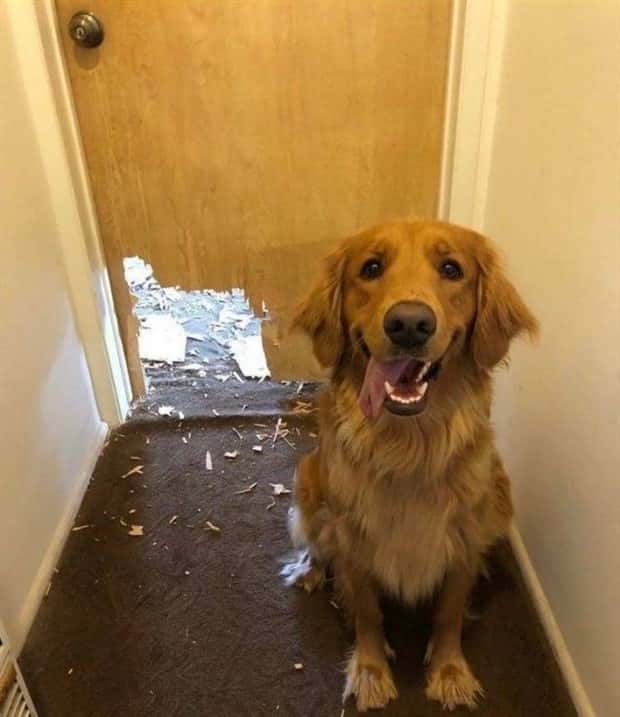 funny animals 18 3 Get Ready for Funny Animals #369 (23 photos)