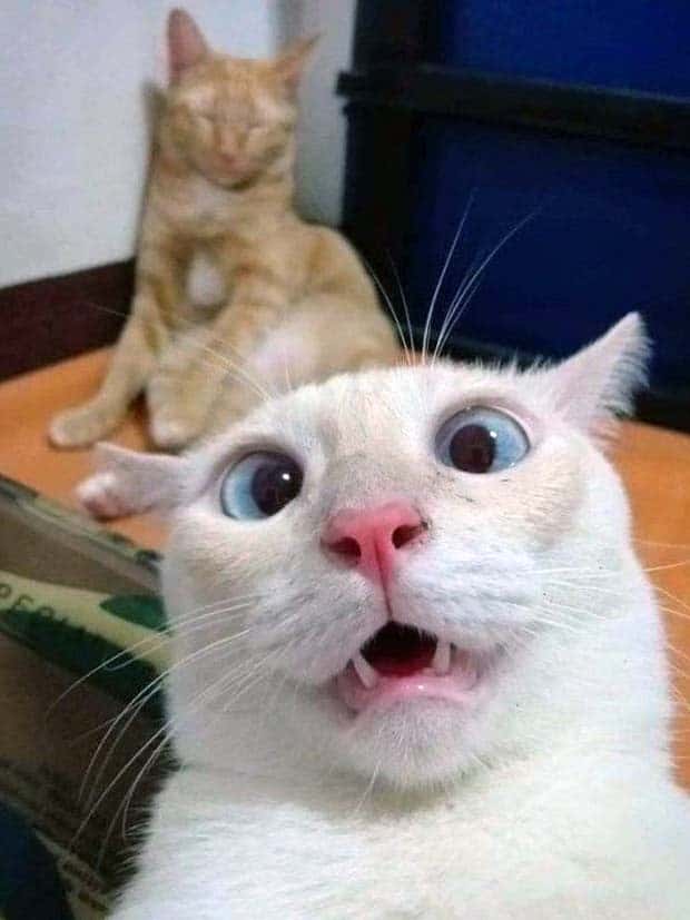 Get Ready for Funny Animals #367 (26 photos)