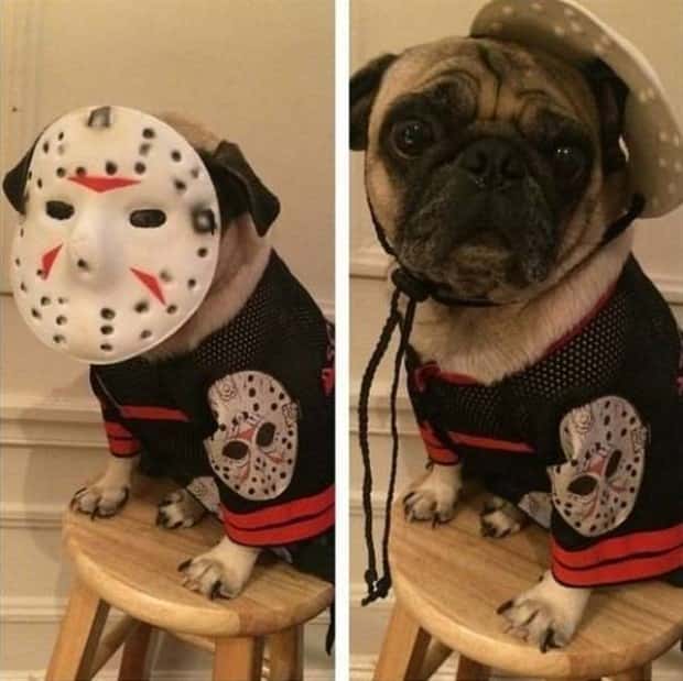 funny animals 19 2 Get Ready for Funny Animals #368 (24 photos)