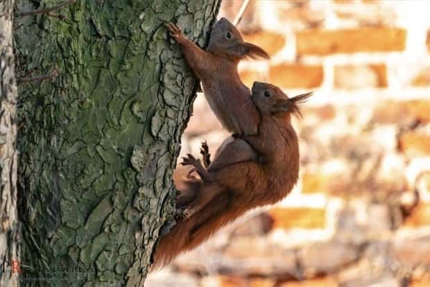 Get Ready for Funny Animals #370 (25 photos)