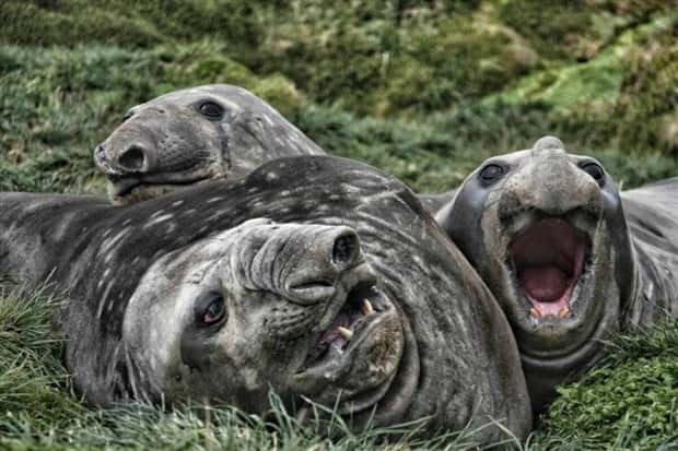 Get Ready for Funny Animals #367 (26 photos)