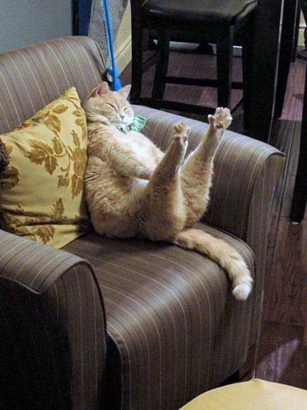 funny animals 20 2 Get Ready for Funny Animals #368 (24 photos)