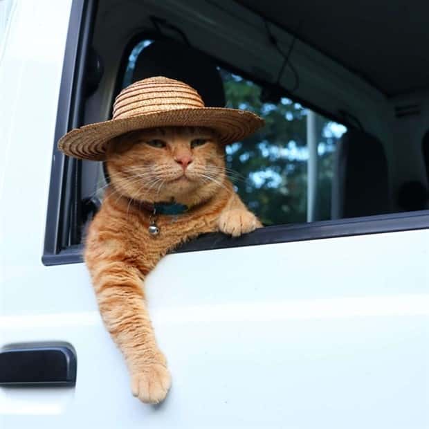 Get Ready for Funny Animals #370 (25 photos)