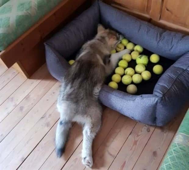 Get Ready for Funny Animals #367 (26 photos)