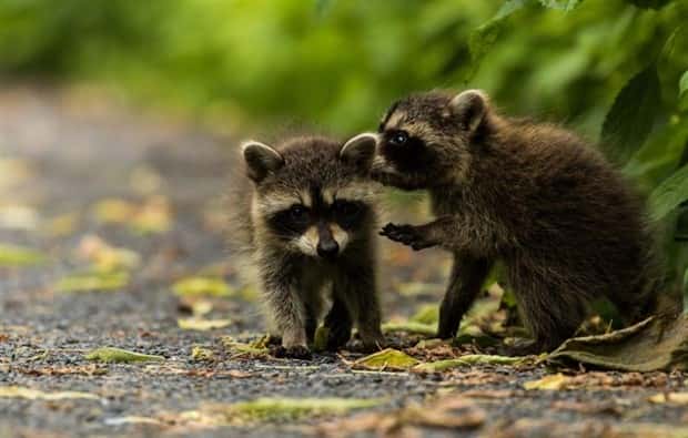 Get Ready for Funny Animals #370 (25 photos)