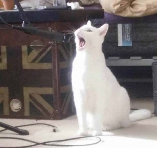 Get Ready for Funny Animals #367 (26 photos)