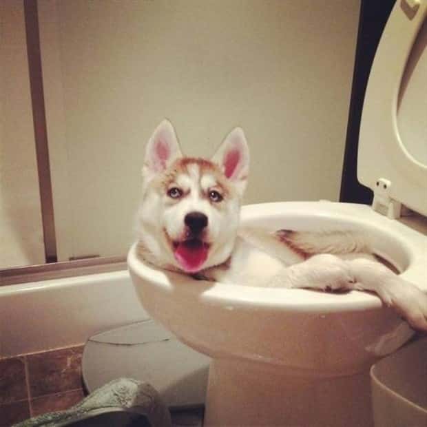 funny animals 23 2 Get Ready for Funny Animals #368 (24 photos)