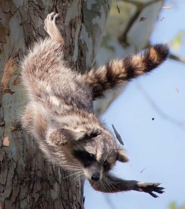 funny animals 23 3 Get Ready for Funny Animals #369 (23 photos)