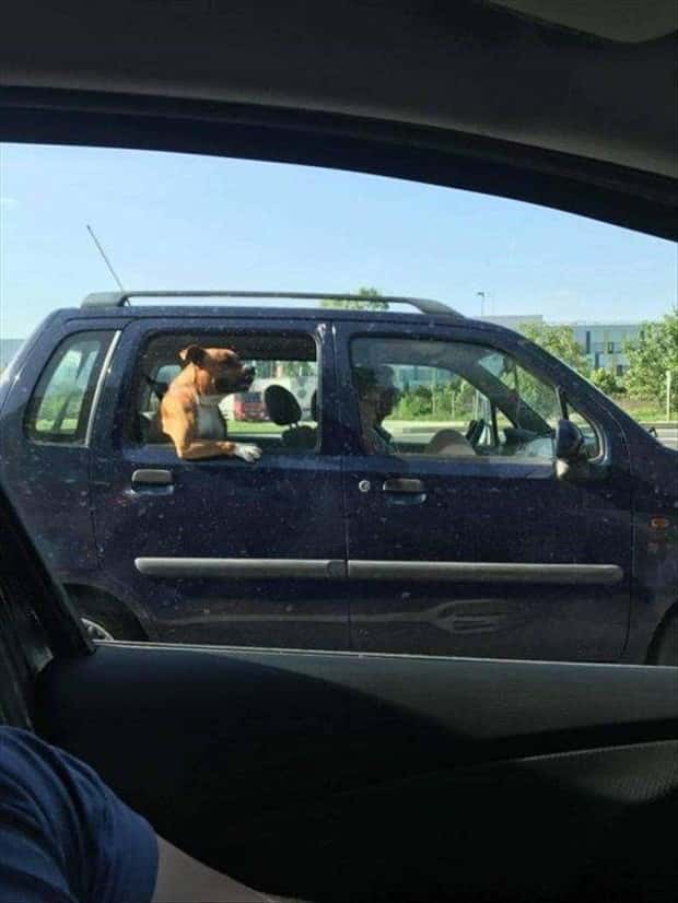 Get Ready for Funny Animals #367 (26 photos)