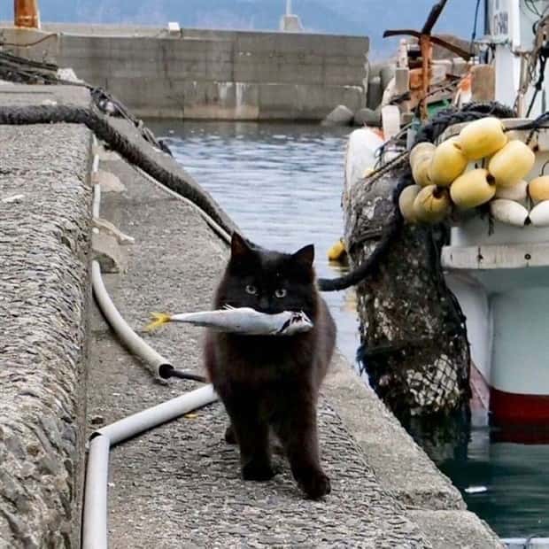 Get Ready for Funny Animals #370 (25 photos)