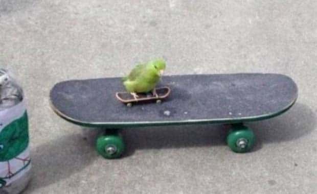 Get Ready for Funny Animals #367 (26 photos)