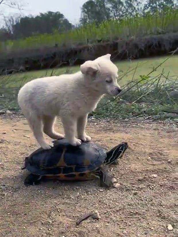 Get Ready for Funny Animals #367 (26 photos)