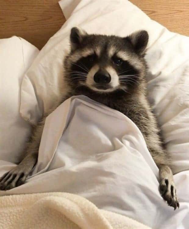 funny animals 3 3 Get Ready for Funny Animals #369 (23 photos)