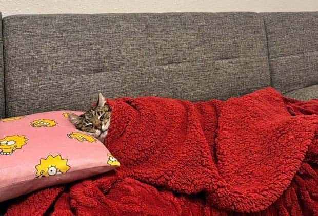 Get Ready for Funny Animals #370 (25 photos)