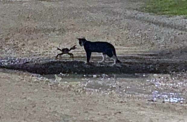 Get Ready for Funny Animals #367 (26 photos)