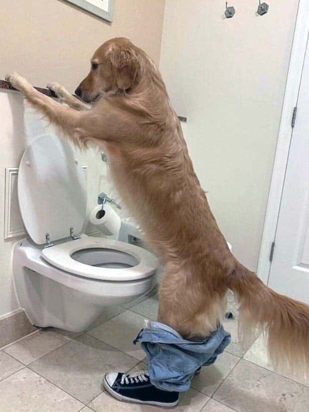 funny animals 4 2 Get Ready for Funny Animals #368 (24 photos)