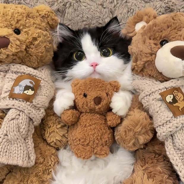 funny animals 4 3 Get Ready for Funny Animals #369 (23 photos)