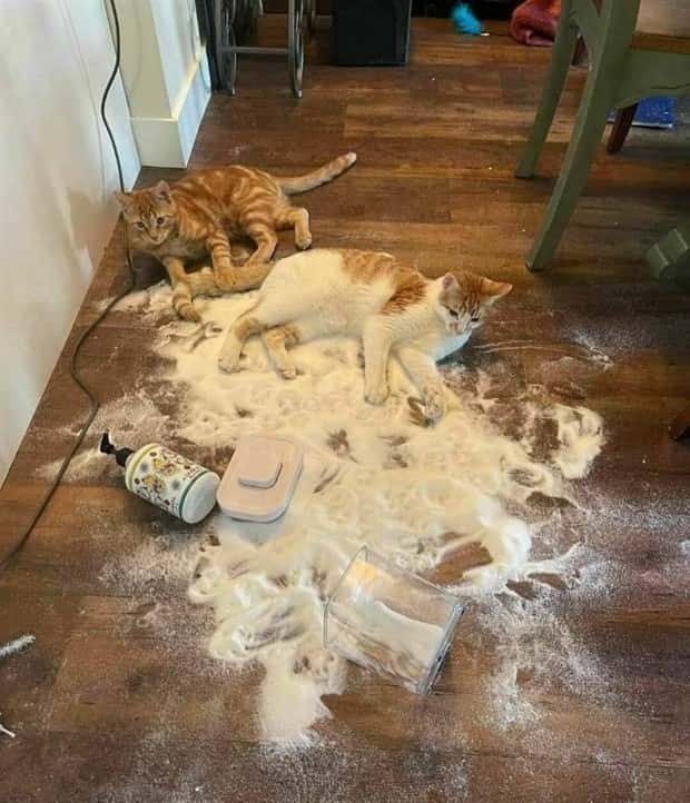 funny animals 5 2 Get Ready for Funny Animals #368 (24 photos)