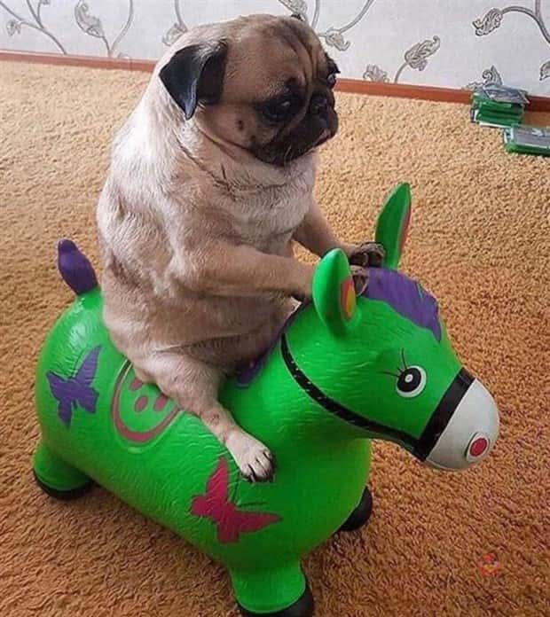 funny animals 5 3 Get Ready for Funny Animals #369 (23 photos)