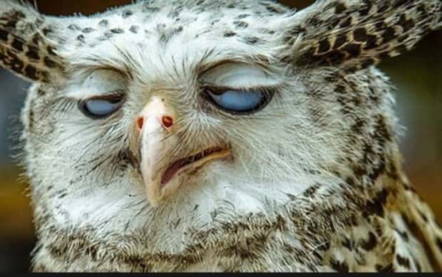 Get Ready for Funny Animals #370 (25 photos)