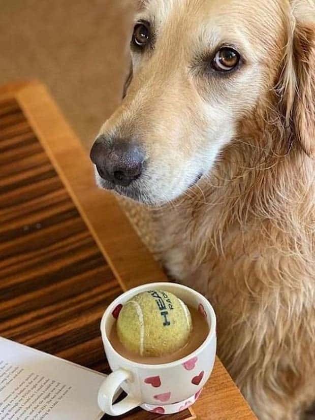 Get Ready for Funny Animals #367 (26 photos)