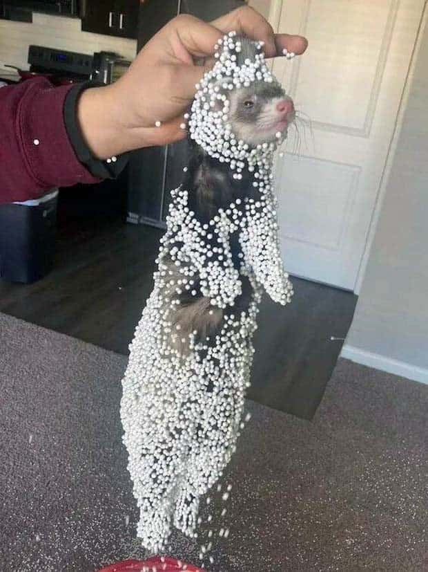 funny animals 7 2 Get Ready for Funny Animals #368 (24 photos)