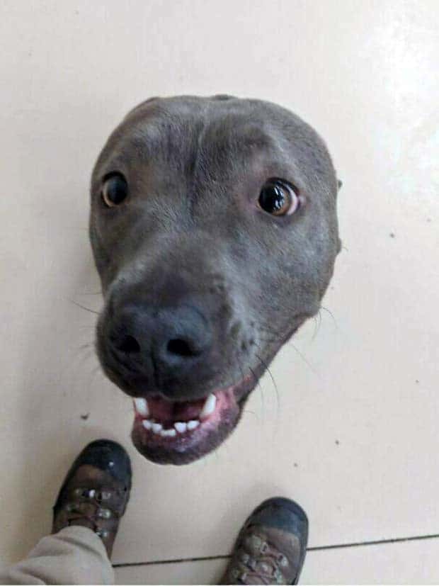 funny animals 7 3 Get Ready for Funny Animals #369 (23 photos)