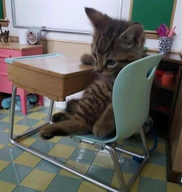 funny animals 8 2 Get Ready for Funny Animals #368 (24 photos)