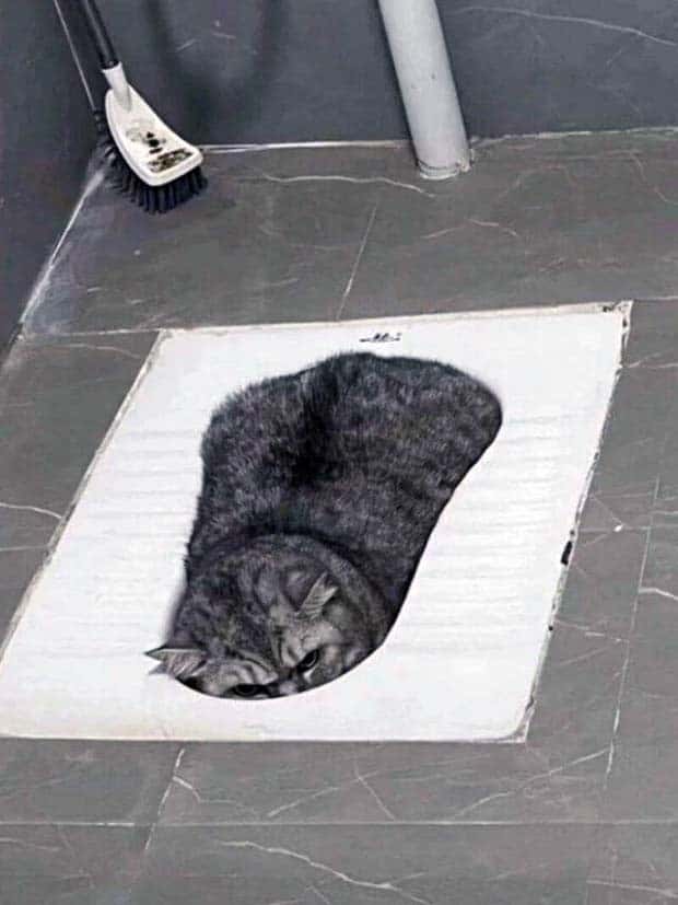 funny animals 8 3 Get Ready for Funny Animals #369 (23 photos)