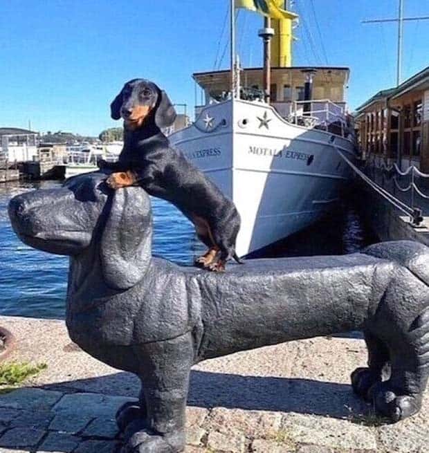 Get Ready for Funny Animals #367 (26 photos)