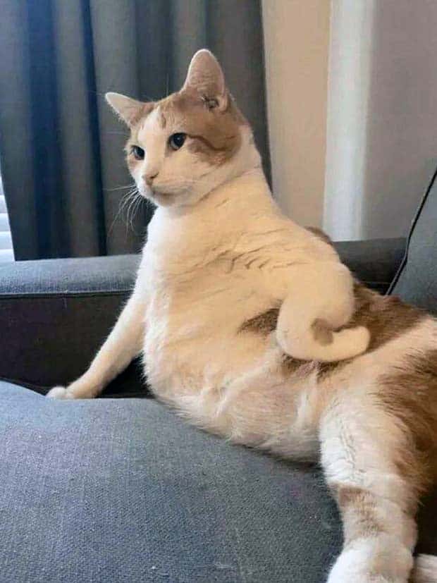 funny animals 9 2 Get Ready for Funny Animals #368 (24 photos)