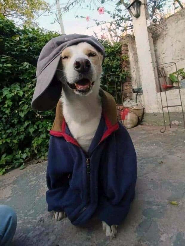 funny animals 9 3 Get Ready for Funny Animals #369 (23 photos)