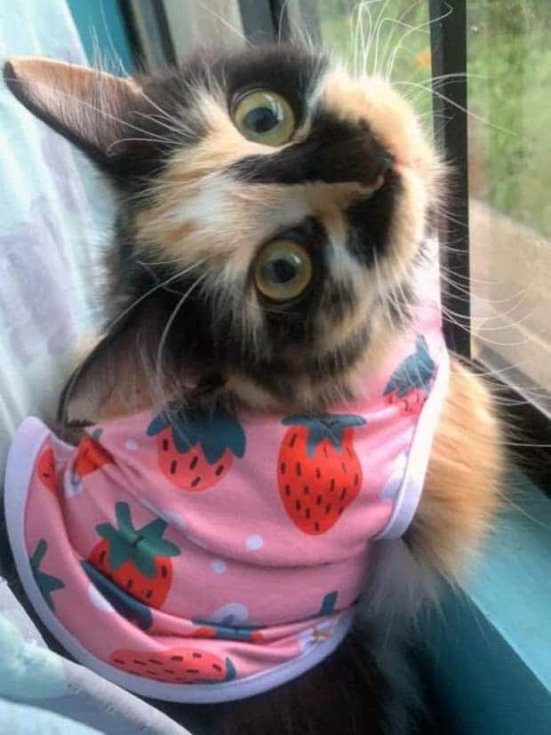 Get Ready for Funny Animals #370 (25 photos)