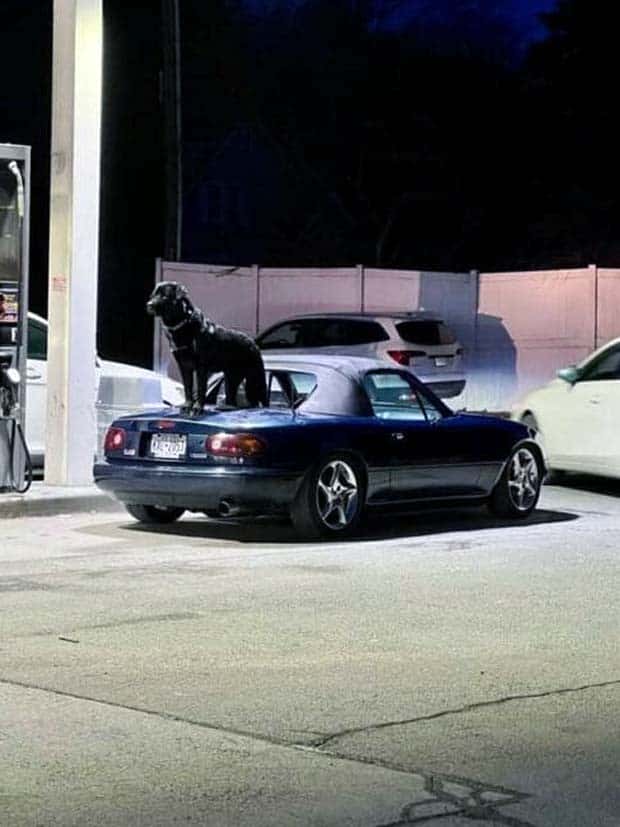 funny mazda miata 28 Funny Mazda Miata Moments (32 photos)