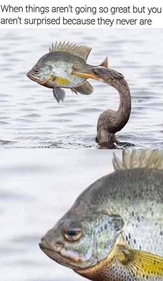 Funny Pics and Memes to Make You Laugh #139 (27 photos)