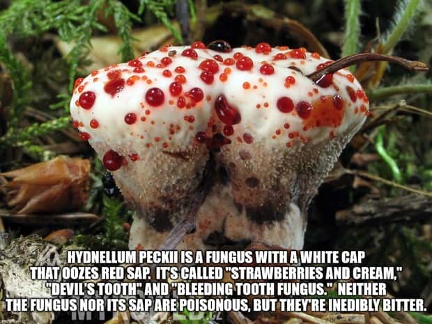 Cool and Interesting Facts #414 (27 photos)