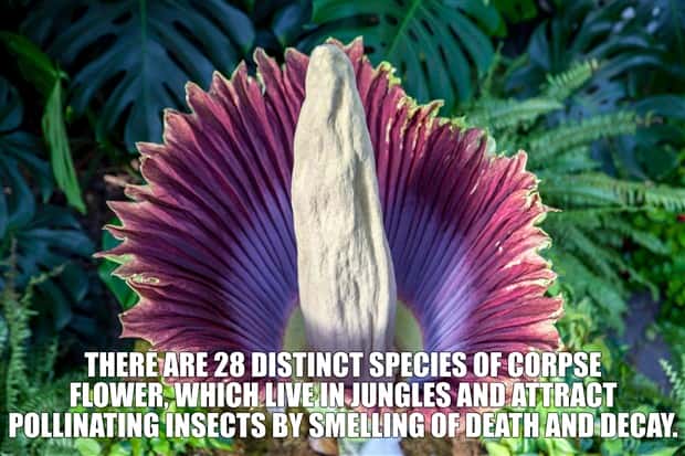 Cool and Interesting Facts #414 (27 photos)