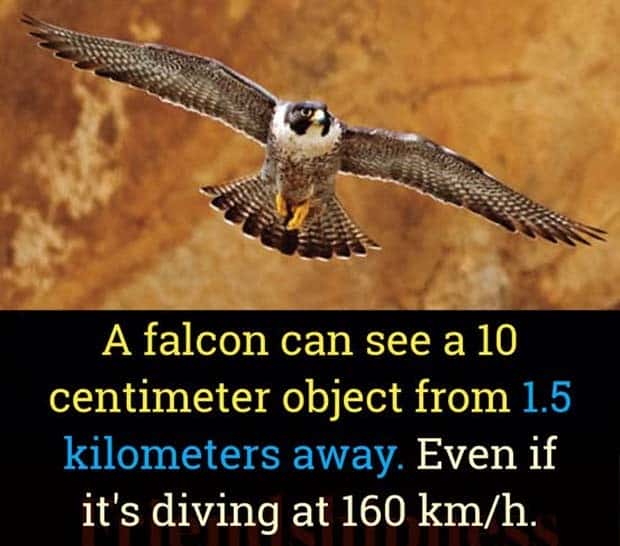 Cool and Interesting Facts #414 (27 photos)