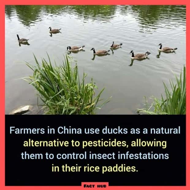 Cool and Interesting Facts #414 (27 photos)