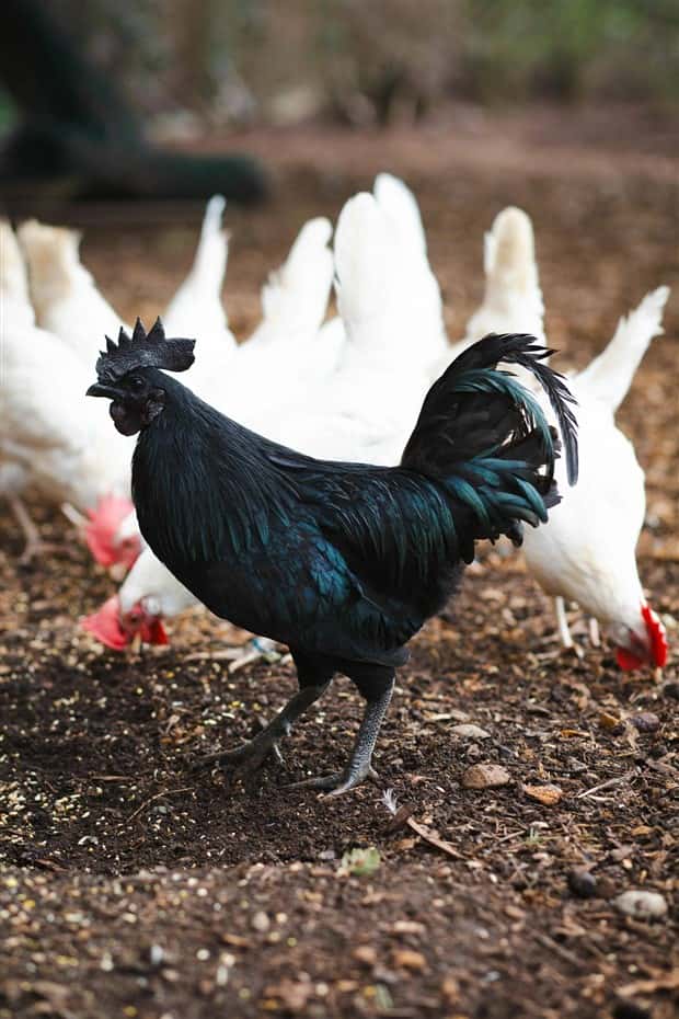 Klyker Picdump #1635 (45 photos)