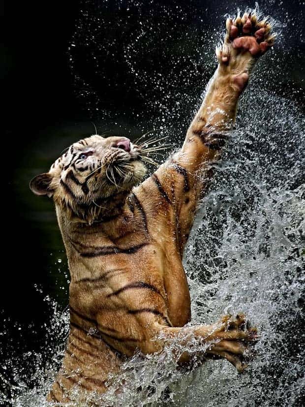 Awesome Pictures You Shouldn’t Miss #138 (27 photos)