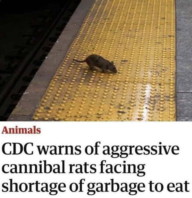 Bizarre Headlines Proving Reality Beats Fiction (40 photos)