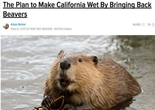 Bizarre Headlines Proving Reality Beats Fiction (40 photos)