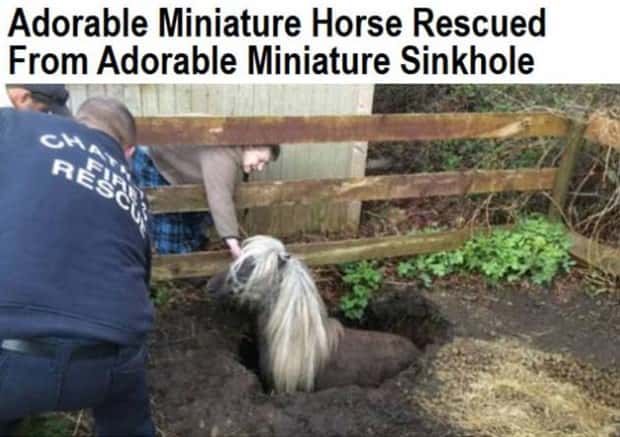Bizarre Headlines Proving Reality Beats Fiction (40 photos)