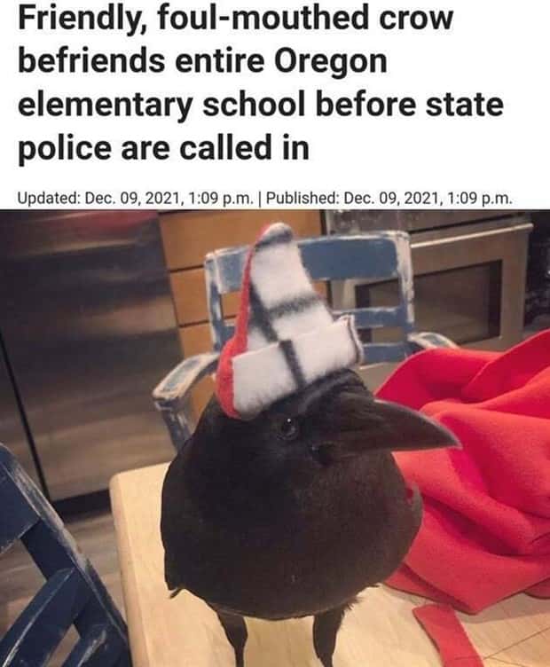 Bizarre Headlines Proving Reality Beats Fiction (40 photos)