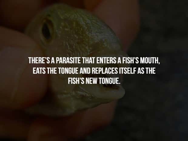 Creepy Facts are Back #12 (17 photos)