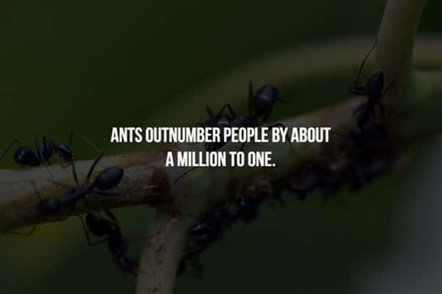 Creepy Facts are Back #12 (17 photos)