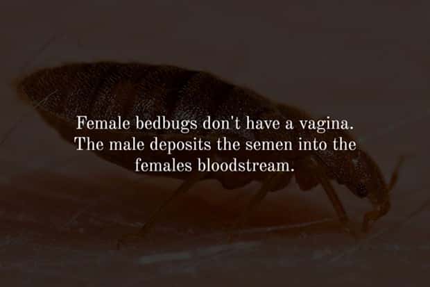 Creepy Facts are Back #12 (17 photos)