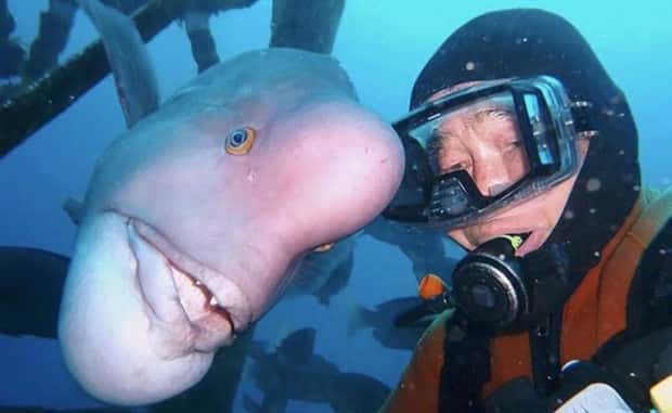 28 Photos of Divers Bonding with Marine Life